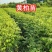 四川黄柏树苗根系发达规格齐全品种齐全可视频看货