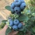 山东L25花香蓝莓质量保证量大从优对接全国诚信经营