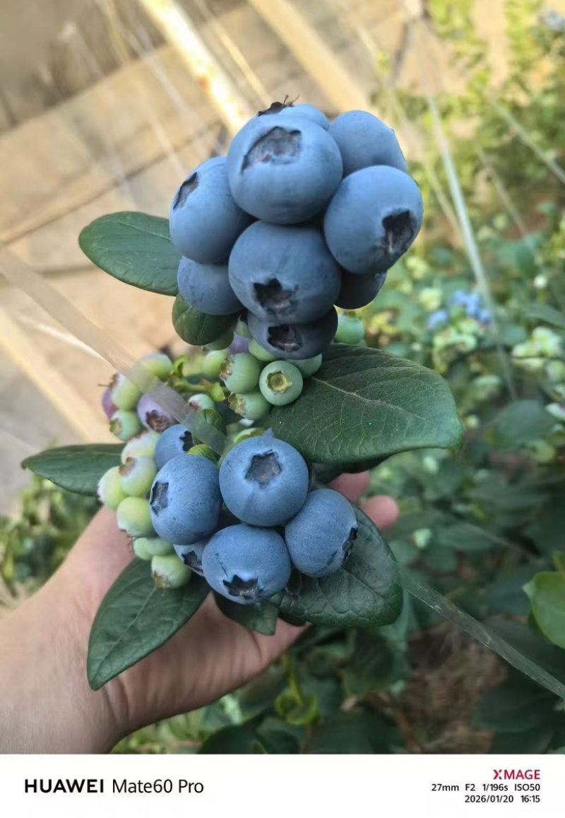 山东L25花香蓝莓质量保证量大从优对接全国诚信经营