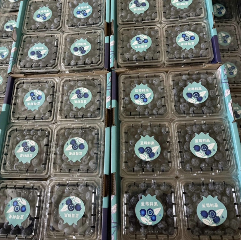 山东L25花香蓝莓质量保证量大从优对接全国诚信经营
