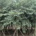 宫粉紫荆