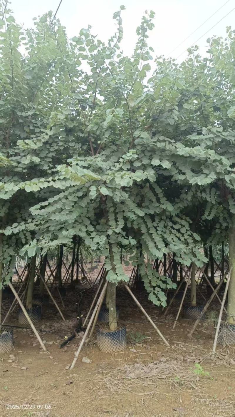 宫粉紫荆
