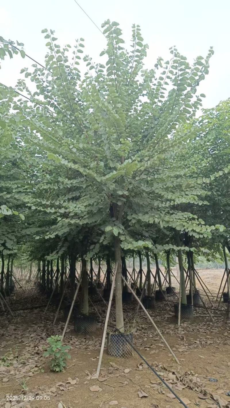 宫粉紫荆