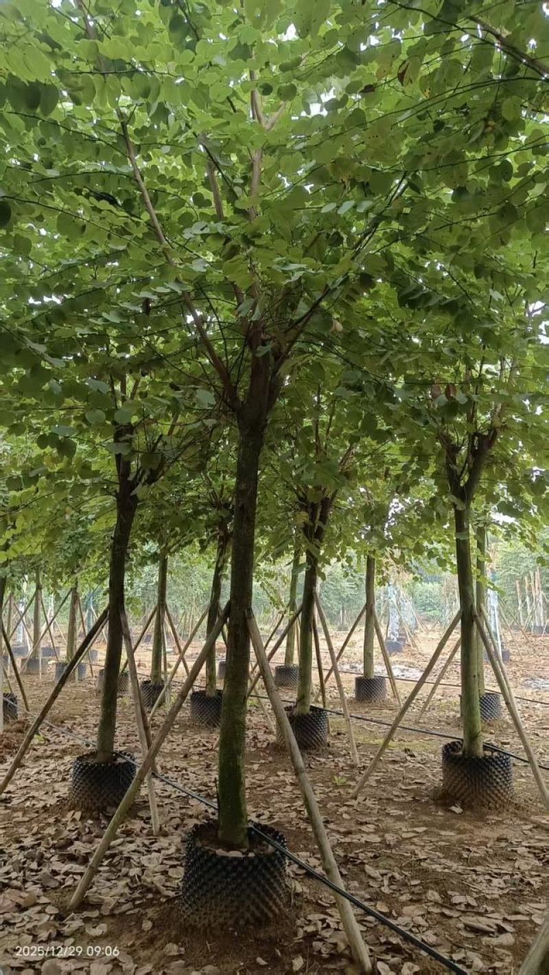 宫粉紫荆