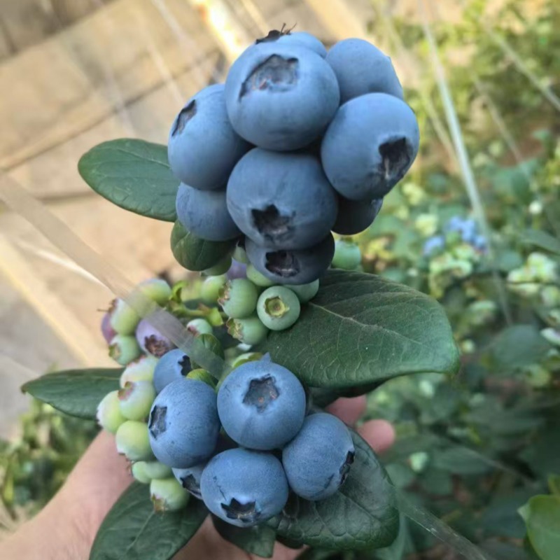 山东L25花香蓝莓质量保证量大从优对接全国诚信经营
