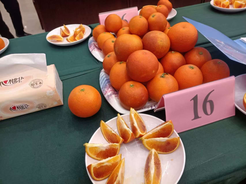 重庆长寿塔罗科血橙上市