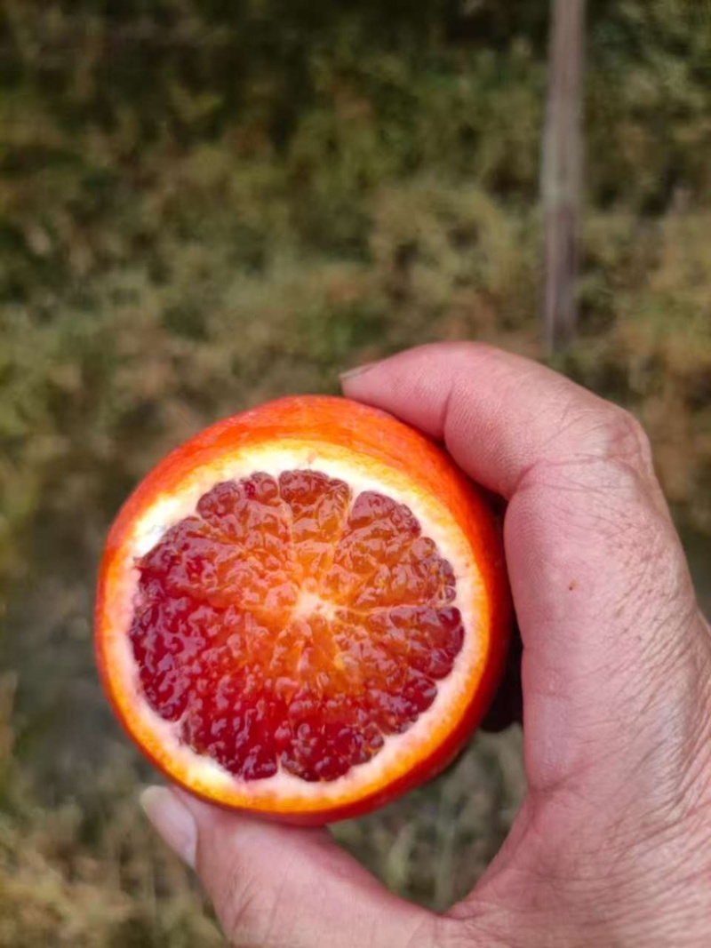 重庆长寿塔罗科血橙上市