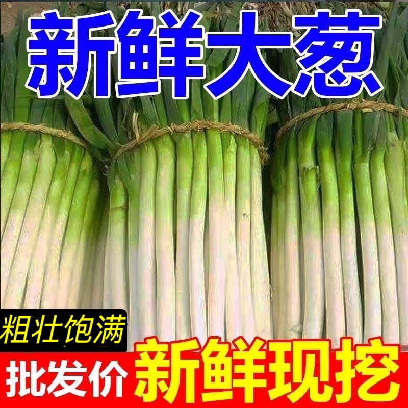 包邮）山东大葱蔬菜脆甜铁杆自种正宗新鲜农家现挖便宜