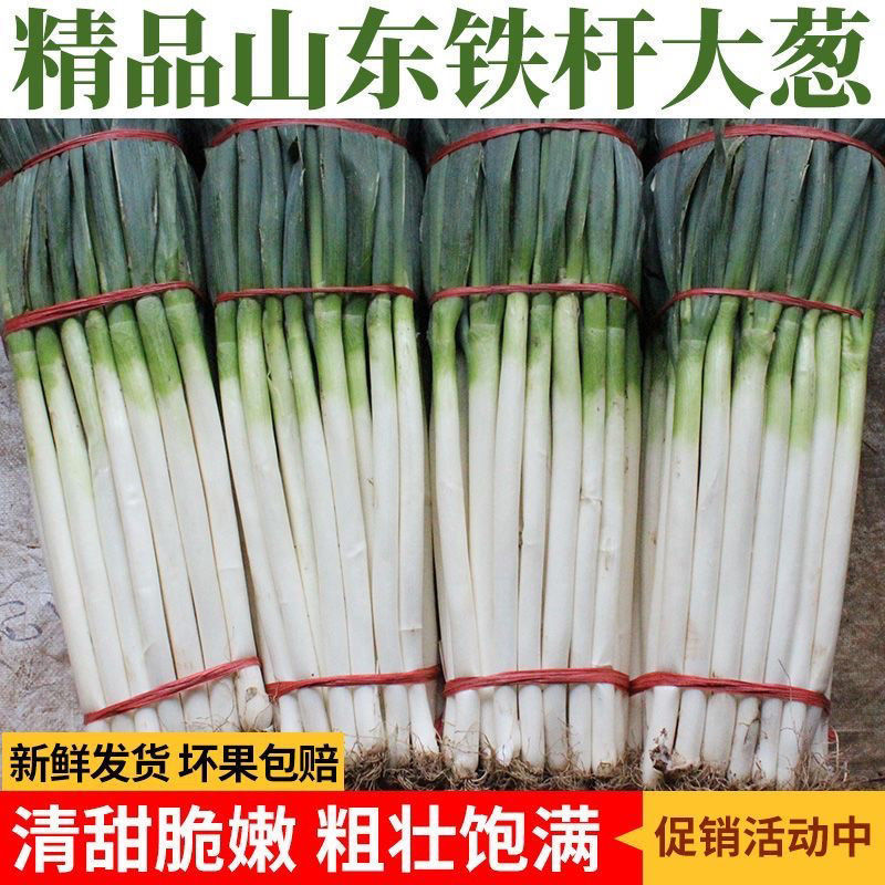 包邮）山东大葱蔬菜脆甜铁杆自种正宗新鲜农家现挖便宜