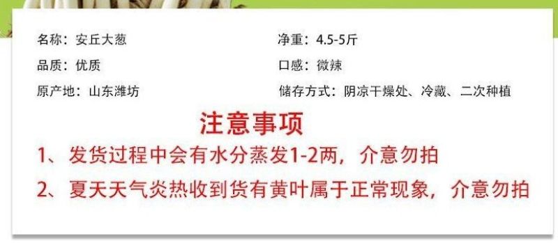 包邮）山东大葱蔬菜脆甜铁杆自种正宗新鲜农家现挖便宜