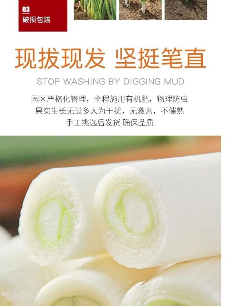 包邮）山东大葱蔬菜脆甜铁杆自种正宗新鲜农家现挖便宜