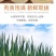 包邮）山东大葱蔬菜脆甜铁杆自种正宗新鲜农家现挖便宜