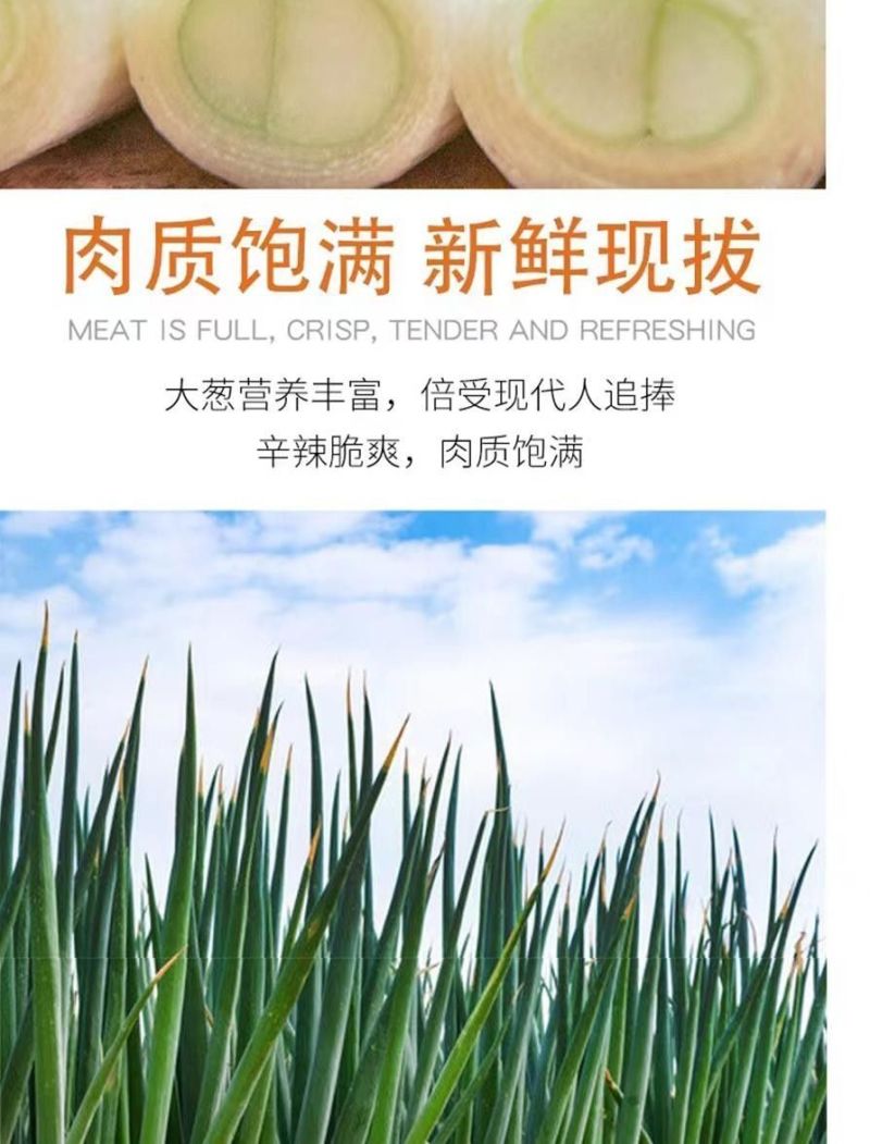 包邮）山东大葱蔬菜脆甜铁杆自种正宗新鲜农家现挖便宜