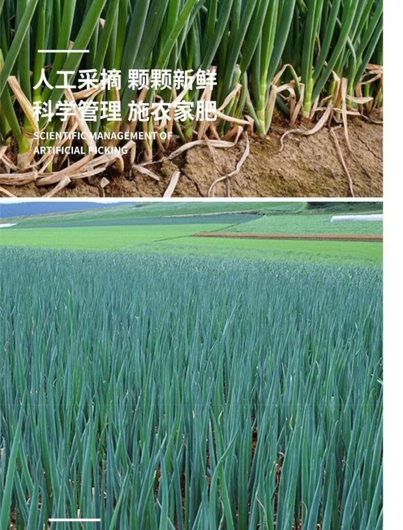 包邮）山东大葱蔬菜脆甜铁杆自种正宗新鲜农家现挖便宜