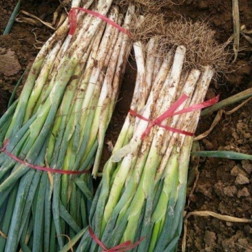 长白大葱毛葱，量大从优，欢迎全国各地采购商咨询，新鲜现挖