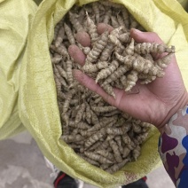 螺丝菜玉环