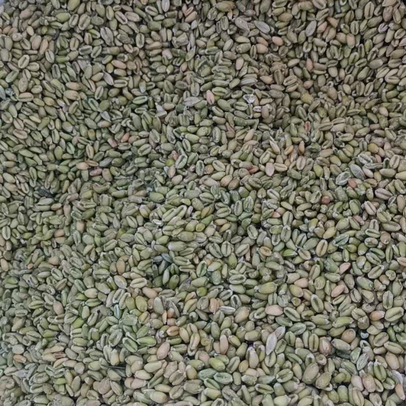山东鲜麦仁/鲜货现发/货源充足/可视频看货/欢迎致电
