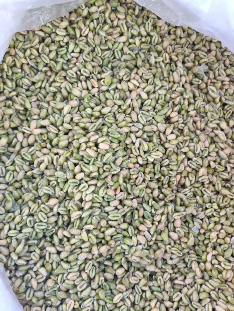 山东鲜麦仁/鲜货现发/货源充足/可视频看货/欢迎致电