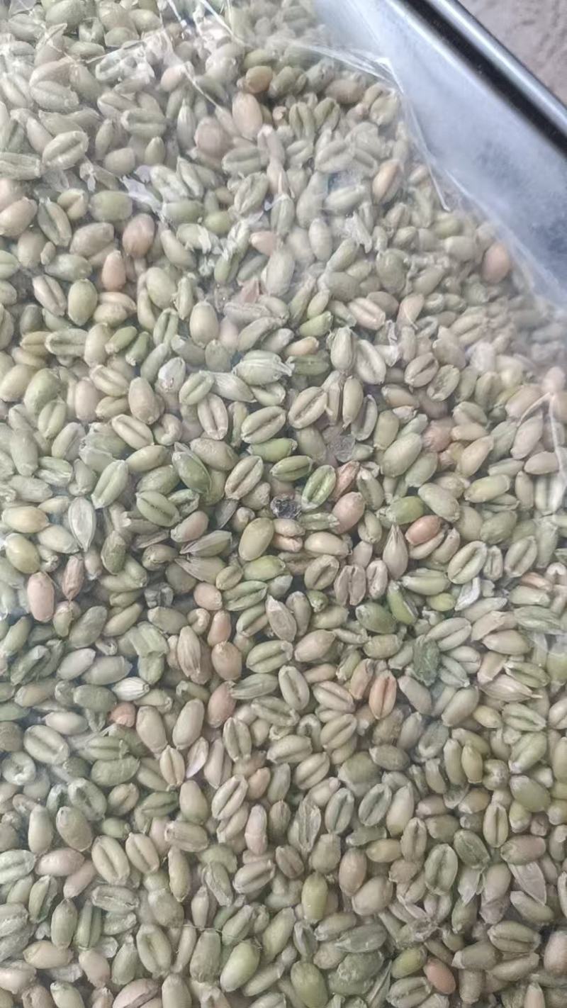 山东鲜麦仁/鲜货现发/货源充足/可视频看货/欢迎致电