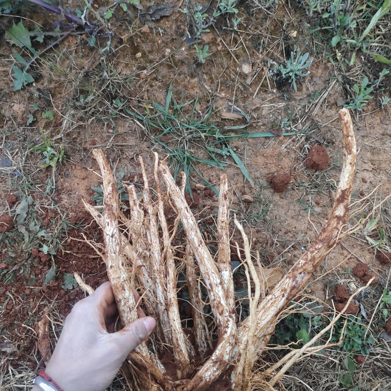 大中小规格马刺根（大蓟）