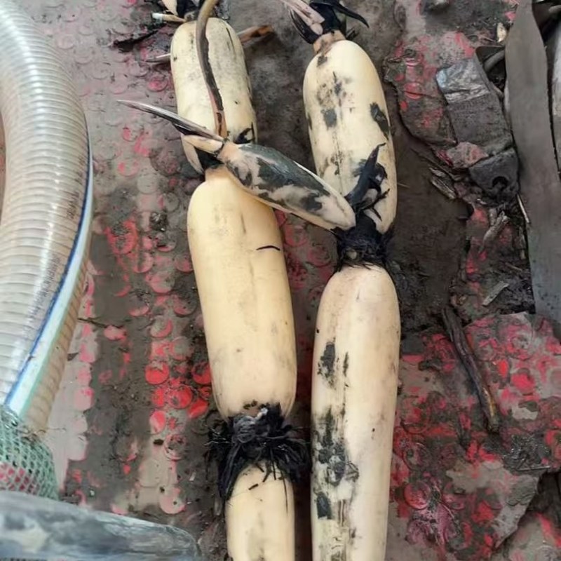 脆藕和沔城藕基地直供，品质保证，价格可谈量大从优欢迎电联