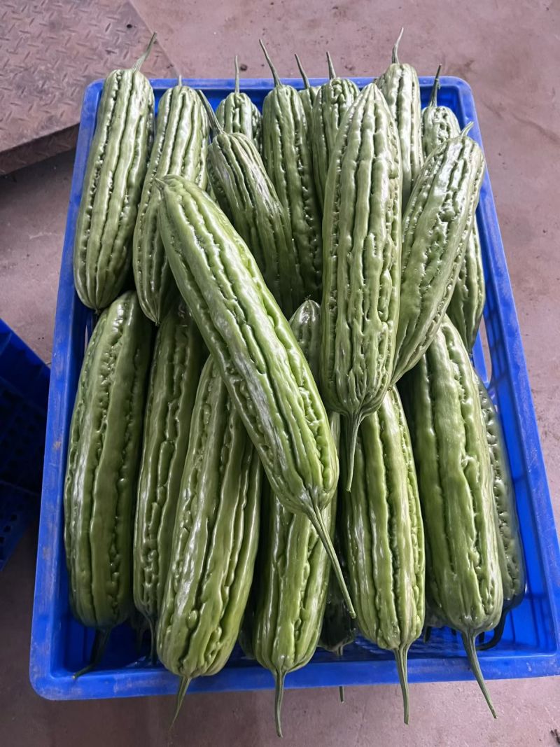 精品五月到八月上市