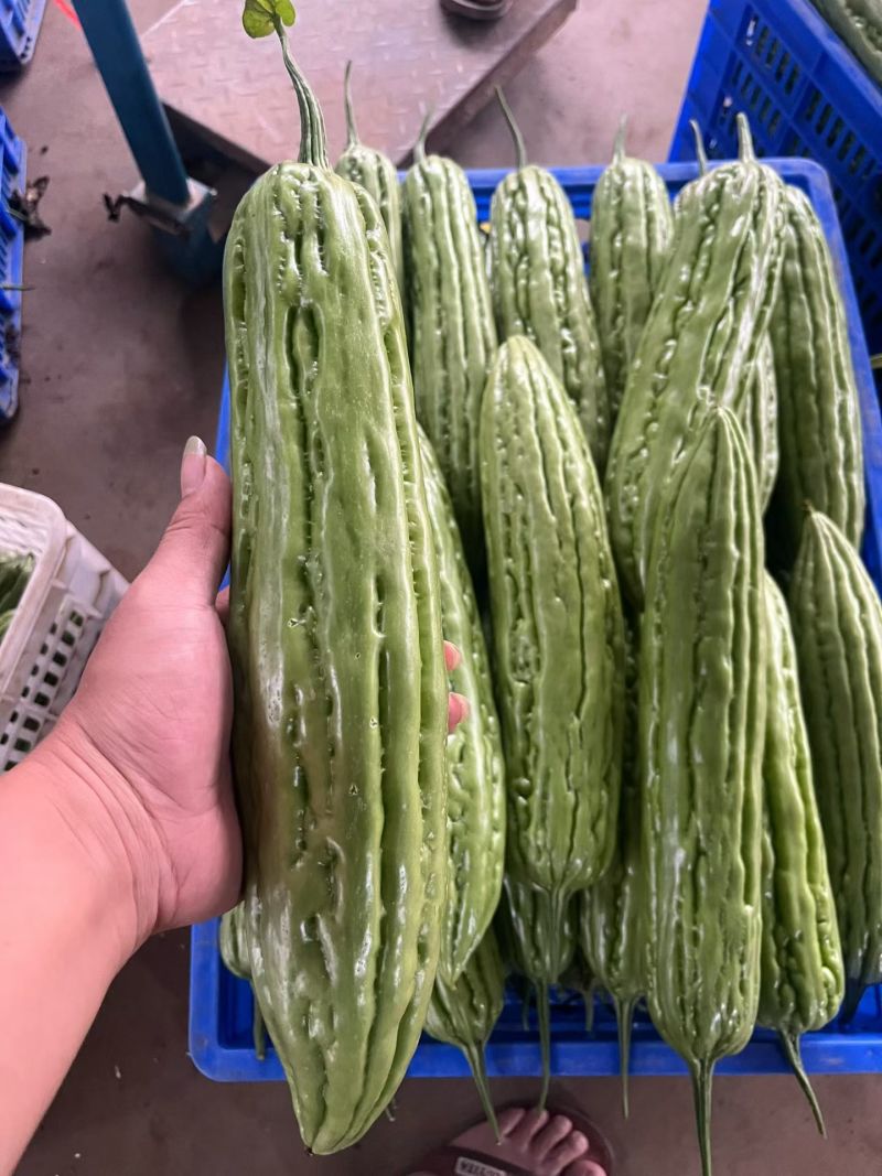 精品五月到八月上市