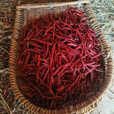 晒干小米辣有需要的联系我，地点沾益罗木新村