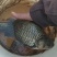 鲈鱼鳜鱼养殖户长期供应优质标准加州鲈鱼，淡水鲈鱼