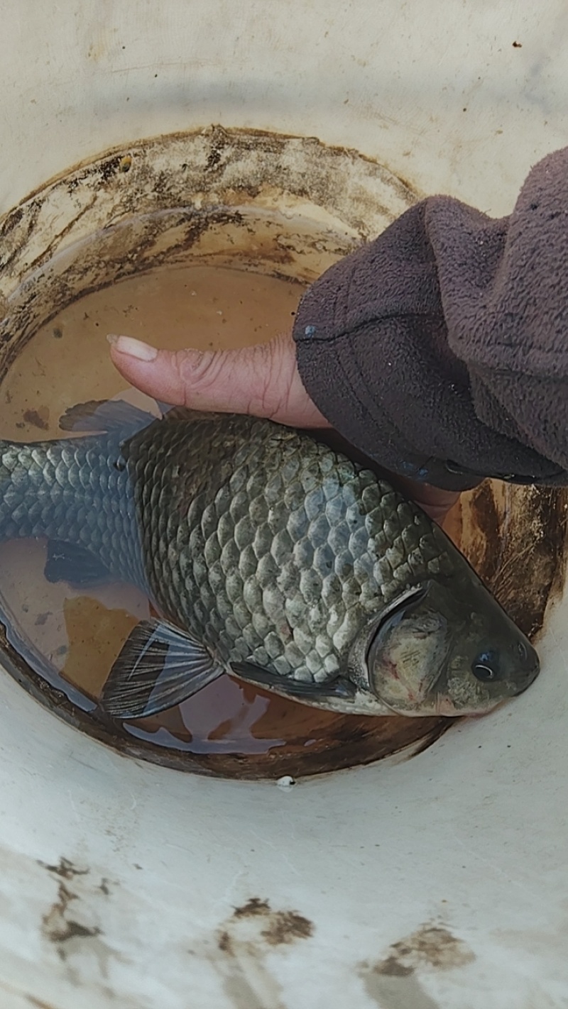 鲈鱼鳜鱼养殖户长期供应优质标准加州鲈鱼，淡水鲈鱼