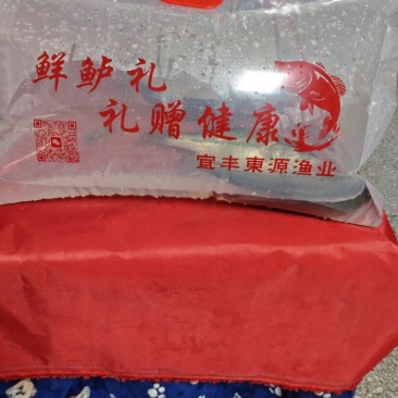 鲈鱼鳜鱼养殖户长期供应优质标准加州鲈鱼，淡水鲈鱼