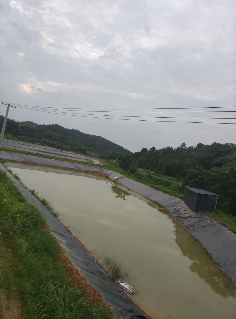 鲈鱼鳜鱼养殖户长期供应优质标准加州鲈鱼，淡水鲈鱼