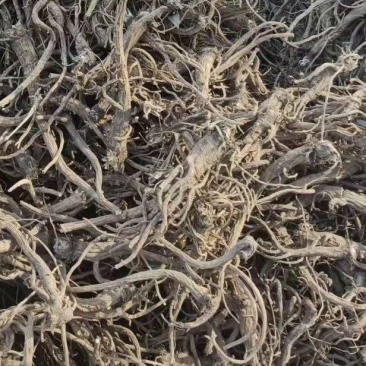 前胡个子片