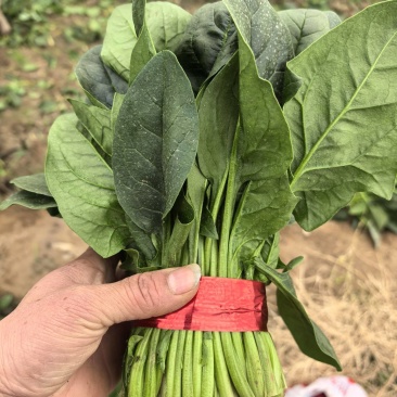 精品菠菜大量上市，支持各种包装。量大从优。