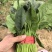 精品菠菜大量上市，支持各种包装。量大从优。