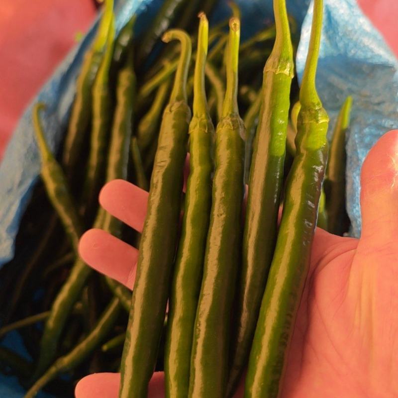 黑线椒，精品3号线接。
