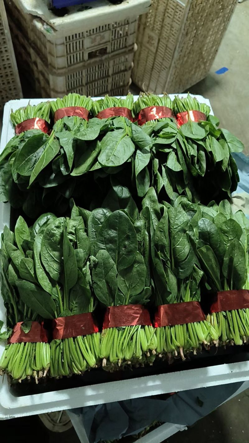 精品菠菜大量上市，支持各种包装。量大从优。