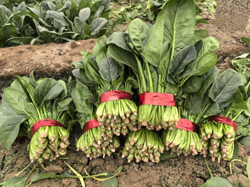 精品菠菜大量上市，支持各种包装。量大从优。