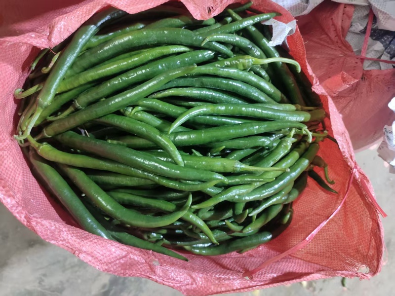 黑线椒，精品3号线接。