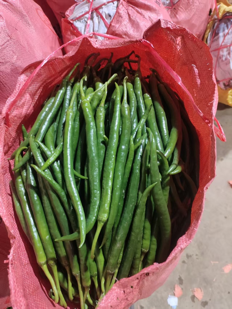 黑线椒，精品3号线接。