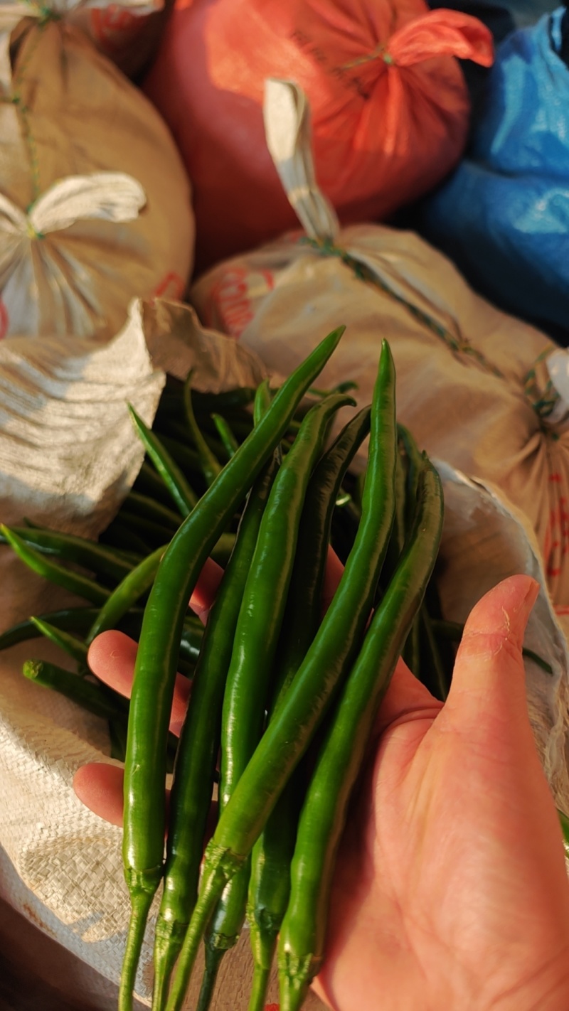 黑线椒，精品3号线接。