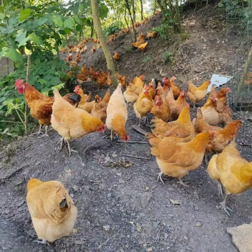 户外林下散养灵芝鸡