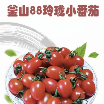 产地直发釜山88小番茄，大量上市，全国发货，欢迎进店