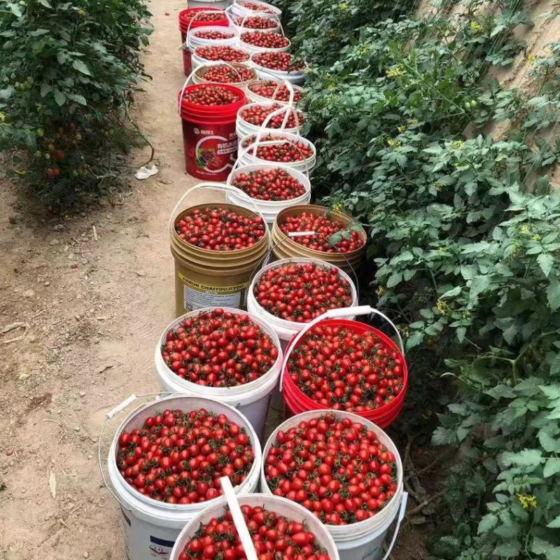 产地直发釜山88小番茄，大量上市，全国发货，欢迎进店