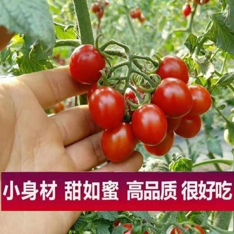 釜山八八产地专业代办，产地直发，全国发货，欢迎进店购买。