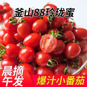 精品釜山88玲珑圣女果，全国发货，欢迎进店沟通