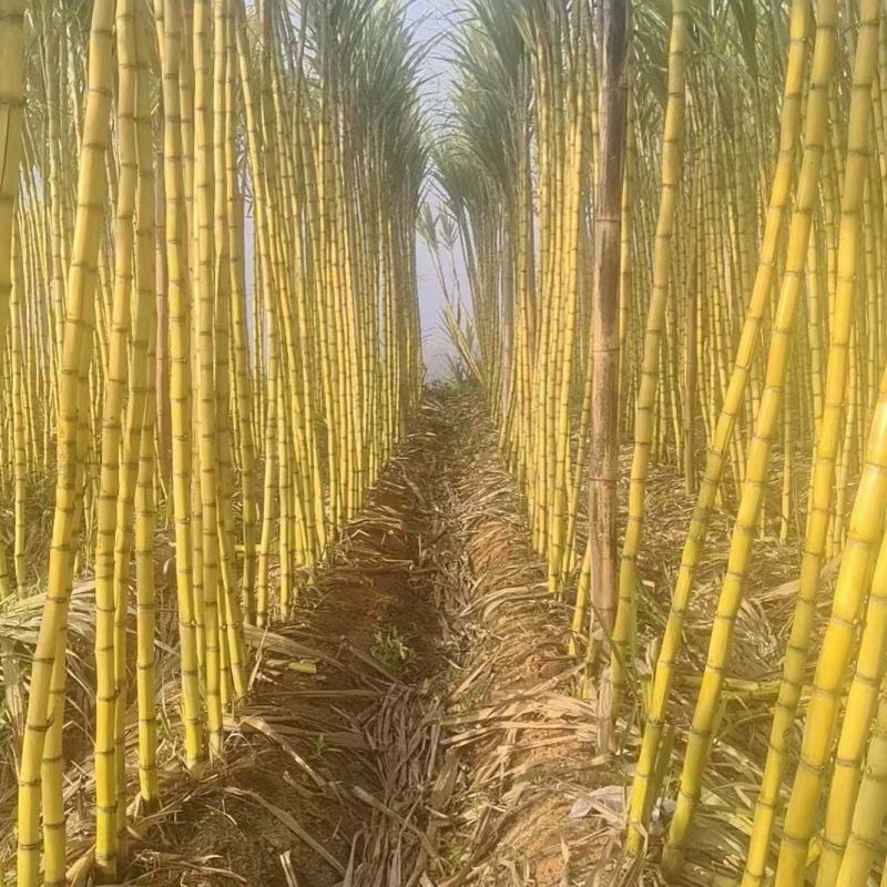 黄皮甘蔗云南甘蔗大量供应中现砍现发保质保量