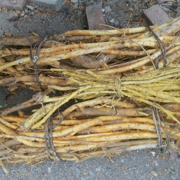 广东粤北地区本土穿破石根干（鲜）货