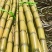黄皮甘蔗云南甘蔗大量供应中现砍现发保质保量