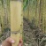 黄皮甘蔗云南甘蔗大量供应中现砍现发保质保量